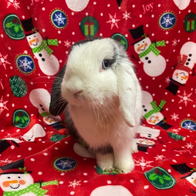 Buttons, a Adoptable Mini Lop in Indianapolis, IN image 6/6