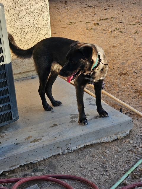 Enlarge Audrey, a ADOPTABLE mixed breed in Carlsbad, CA image 4/6