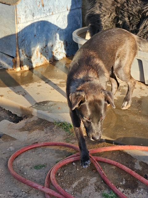 Enlarge Audrey, a ADOPTABLE mixed breed in Carlsbad, CA image 6/6