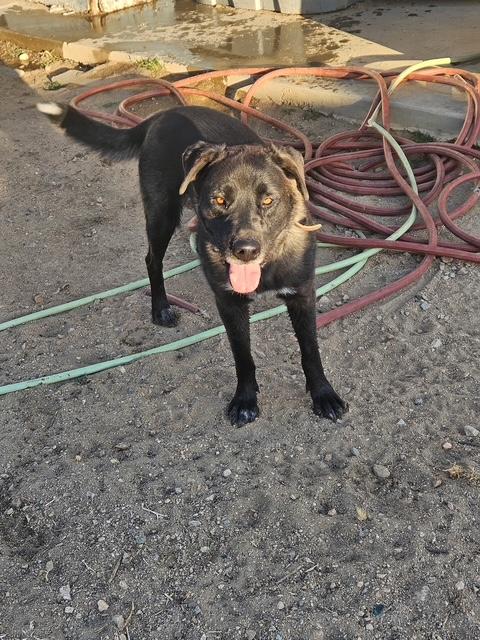 Enlarge Audrey, a ADOPTABLE mixed breed in Carlsbad, CA image 5/6