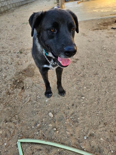 Enlarge Audrey, a ADOPTABLE mixed breed in Carlsbad, CA image 3/6