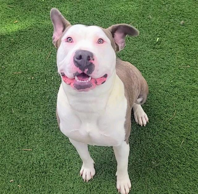 HONEY DIJON, Adoptable, Adult Female Pit Bull Terrier.