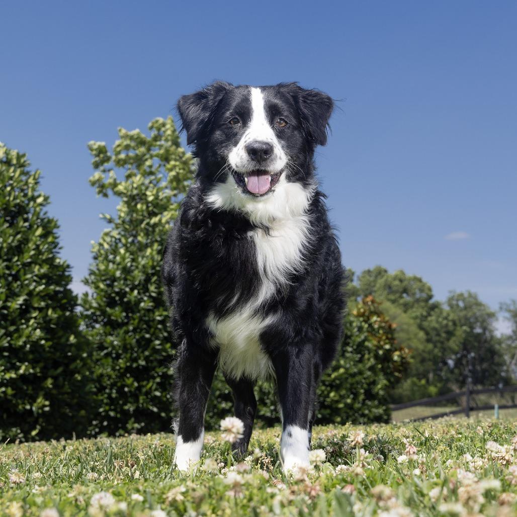 Enlarge Ranger, a Adoptable Australian Shepherd in Franklin, TN image 1/1