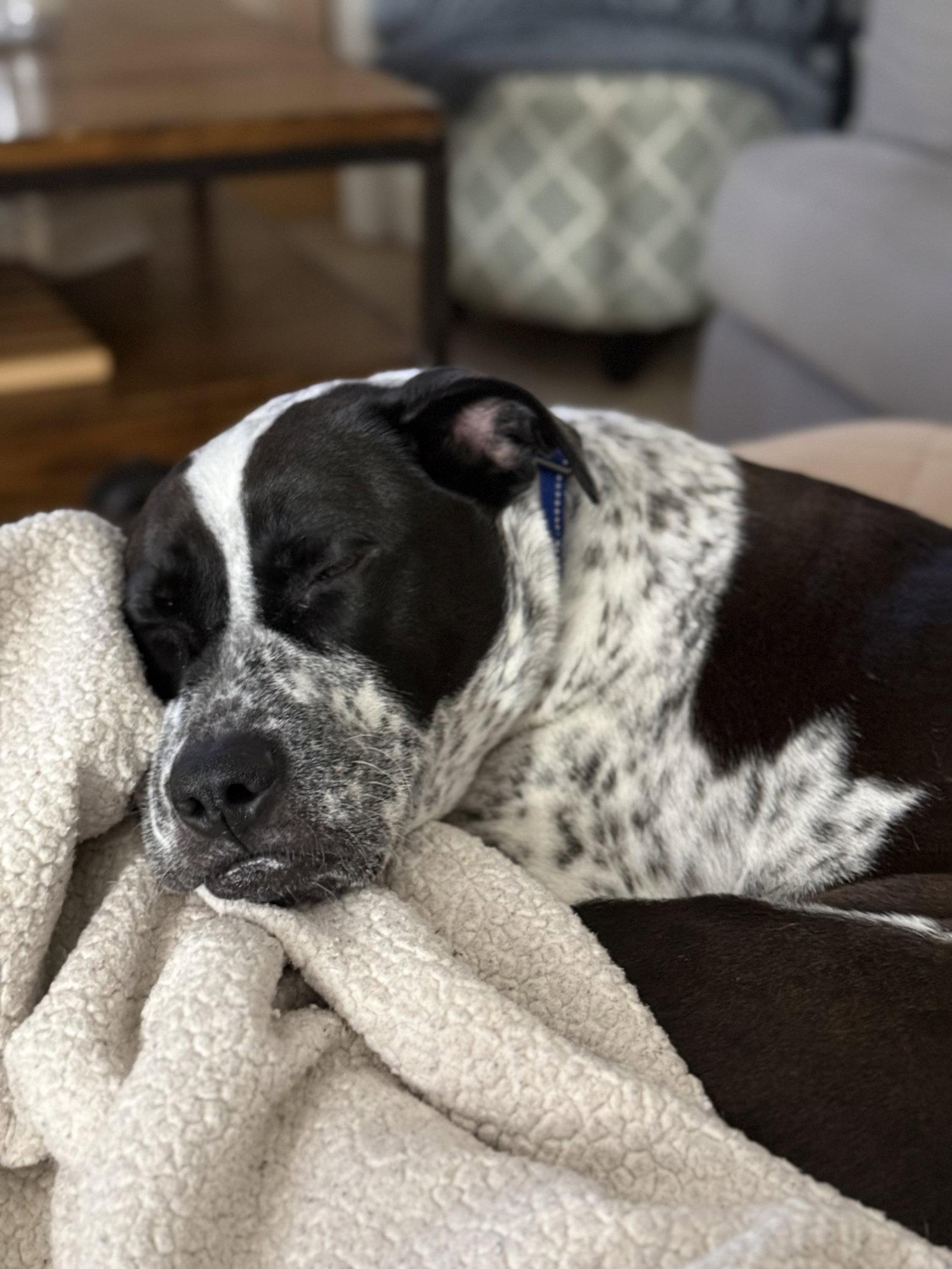 Bliss, Adoptable, Puppy Female English Pointer & American Bulldog.