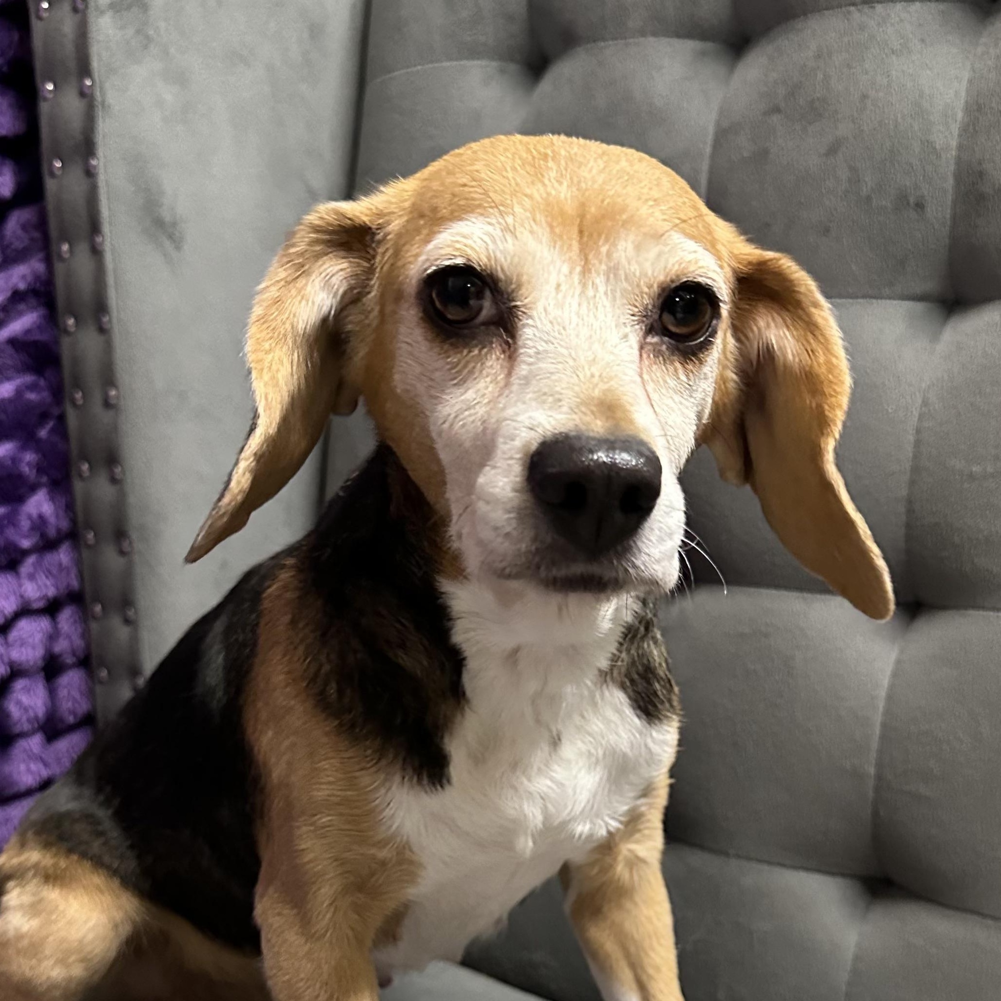 Enlarge Tutti Fruity Tally , a Adoptable Beagle in Hartland, WI image 2/6