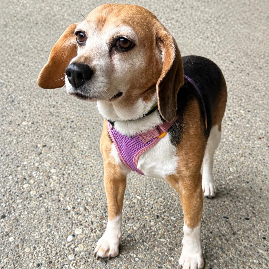 Enlarge Tutti Fruity Tally , a Adoptable Beagle in Hartland, WI image 1/6
