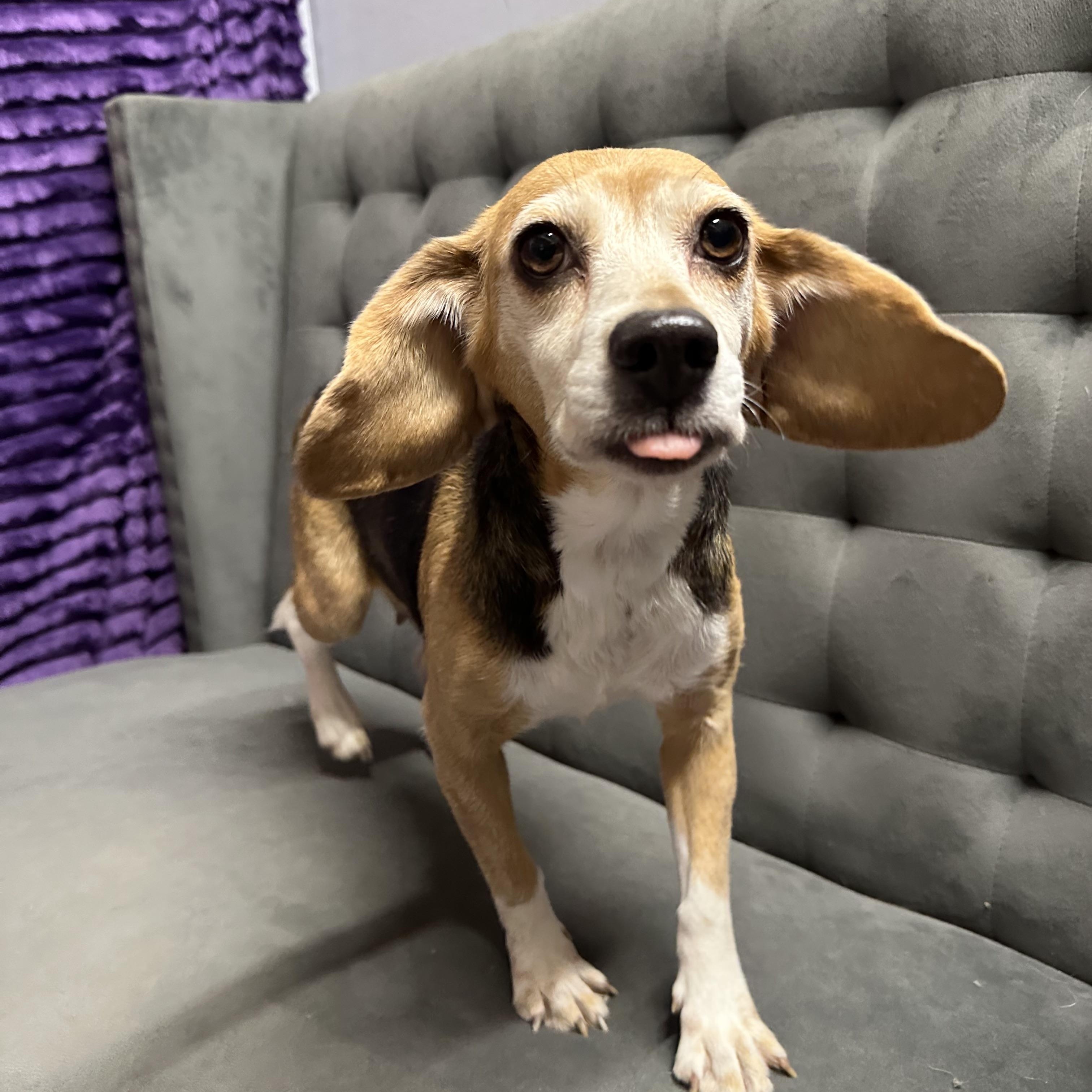 Enlarge Tutti Fruity Tally , a Adoptable Beagle in Hartland, WI image 3/6