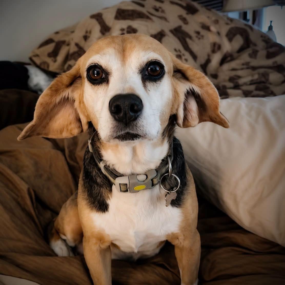 Enlarge Tutti Fruity Tally , a Adoptable Beagle in Hartland, WI image 2/6