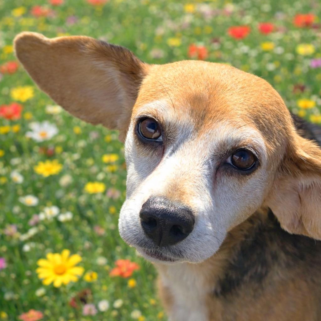 Enlarge Tutti Fruity Tally , a Adoptable Beagle in Hartland, WI image 1/6