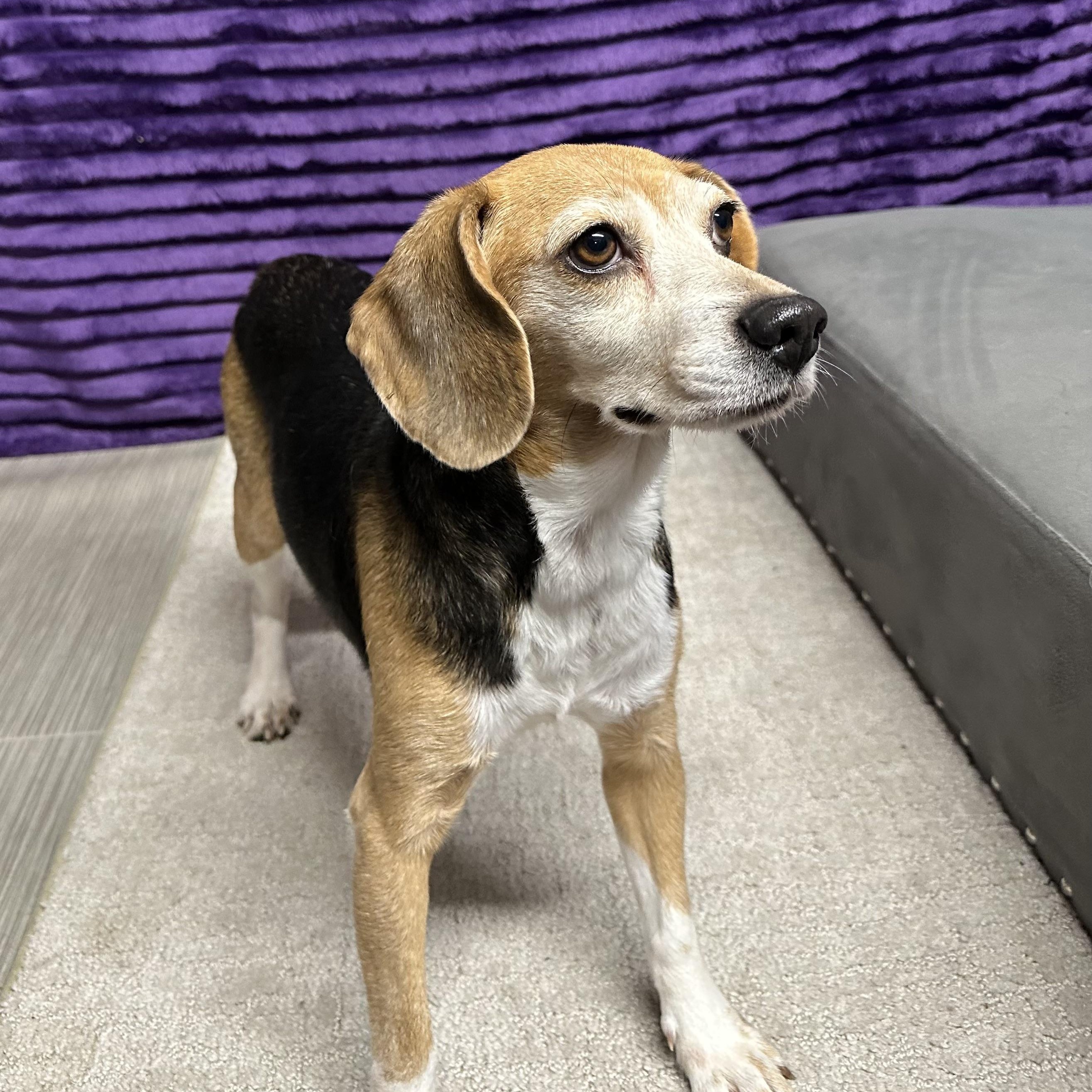 Enlarge Tutti Fruity Tally , a Adoptable Beagle in Hartland, WI image 4/6