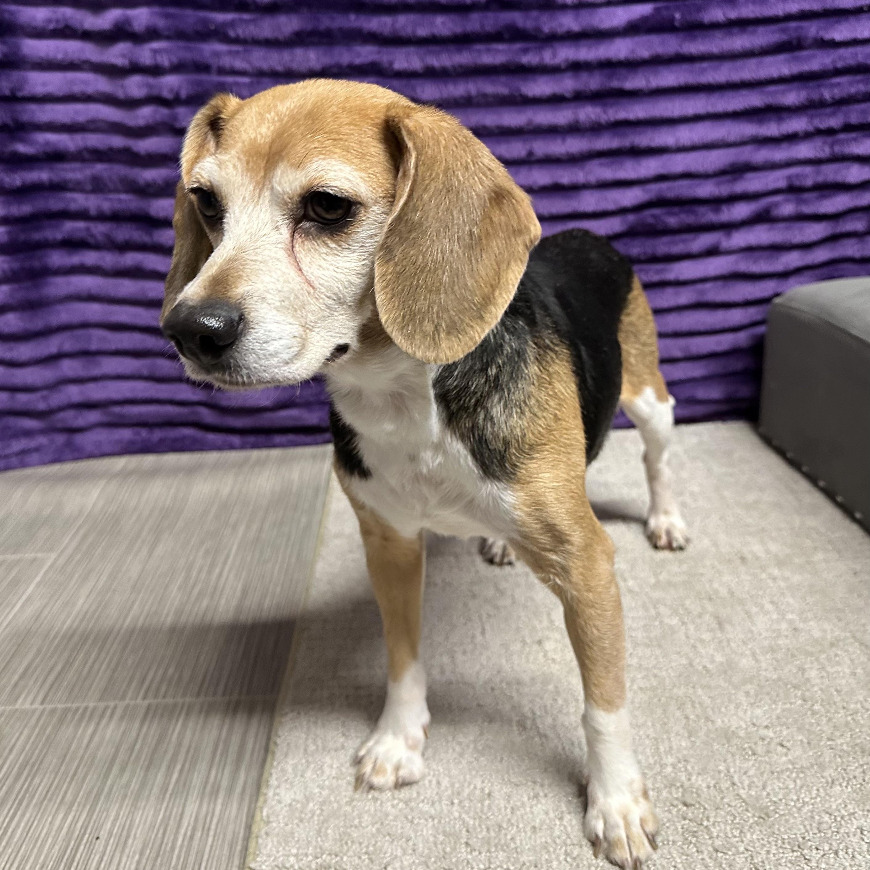 Enlarge Tutti Fruity Tally , a Adoptable Beagle in Hartland, WI image 5/6