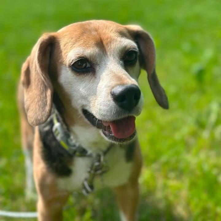 Enlarge Tutti Fruity Tally , a Adoptable Beagle in Hartland, WI image 3/6