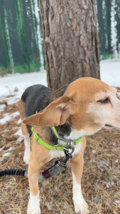 Enlarge Tutti Fruity Tally , a Adoptable Beagle in Hartland, WI video 6/6