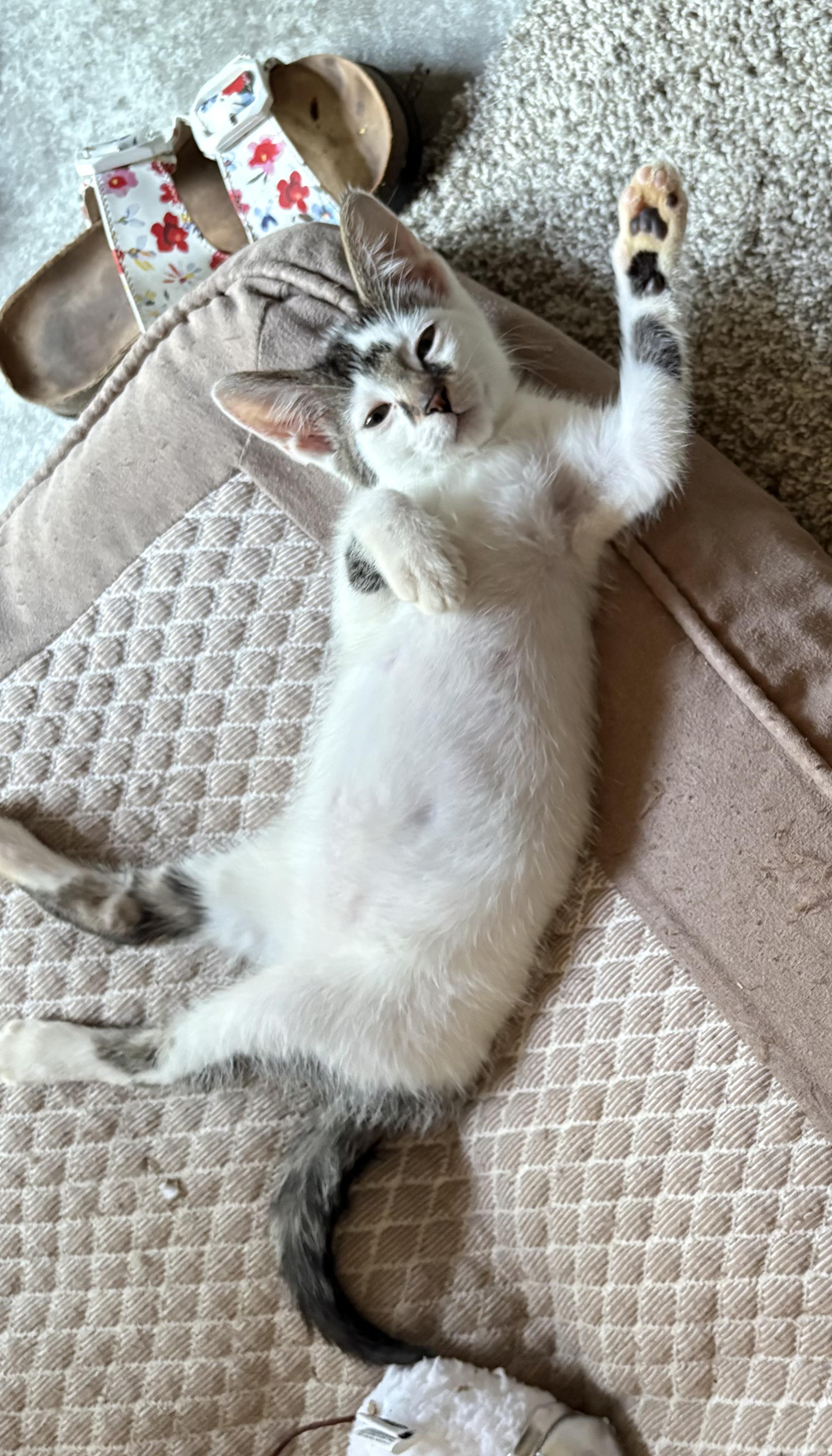 Gizzard, adoptable, Kitten Male Domestic Short Hair.