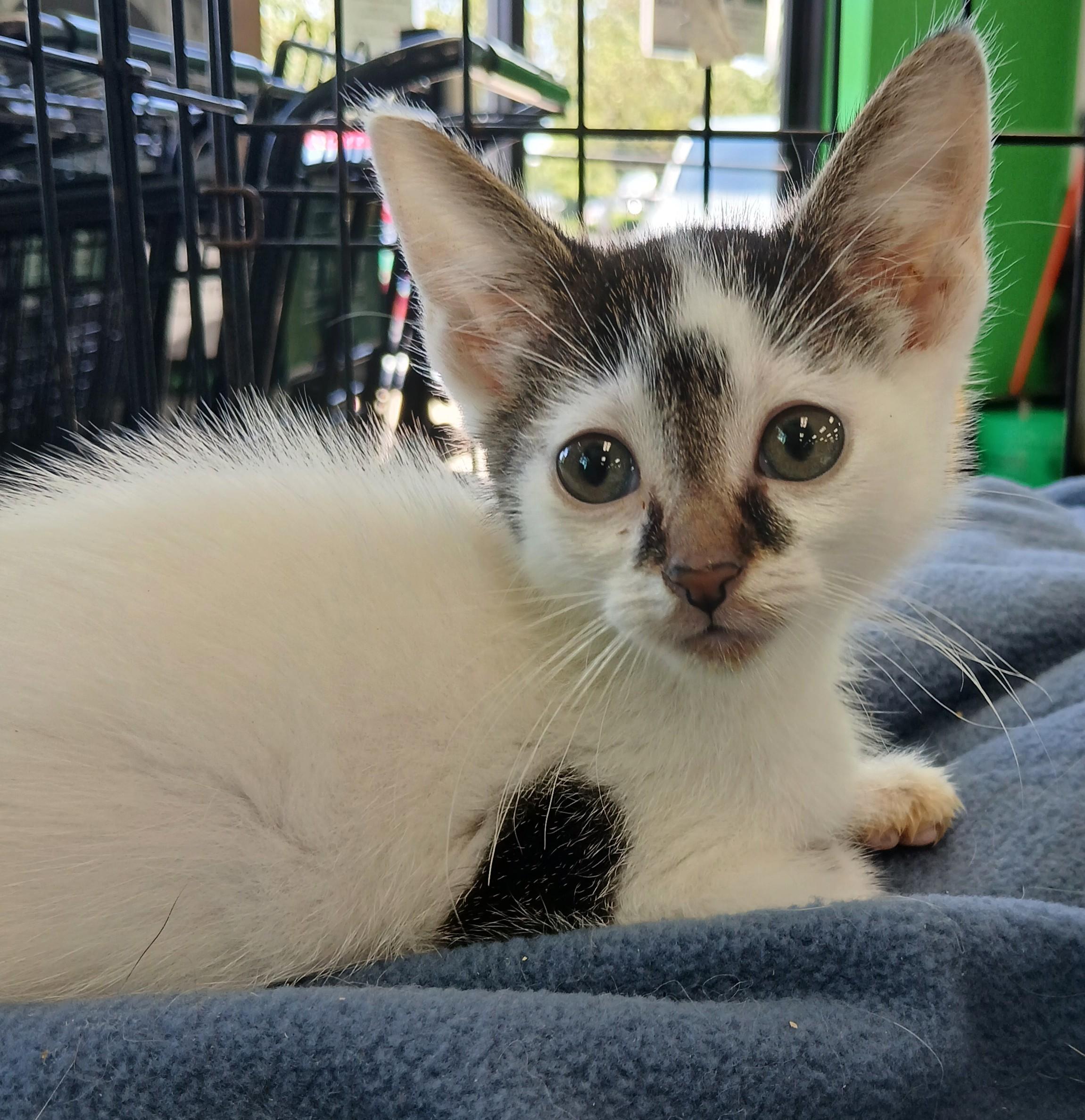 Enlarge Gizzard, an adoptable Domestic Short Hair in Eaton Rapids, MI image 5/6