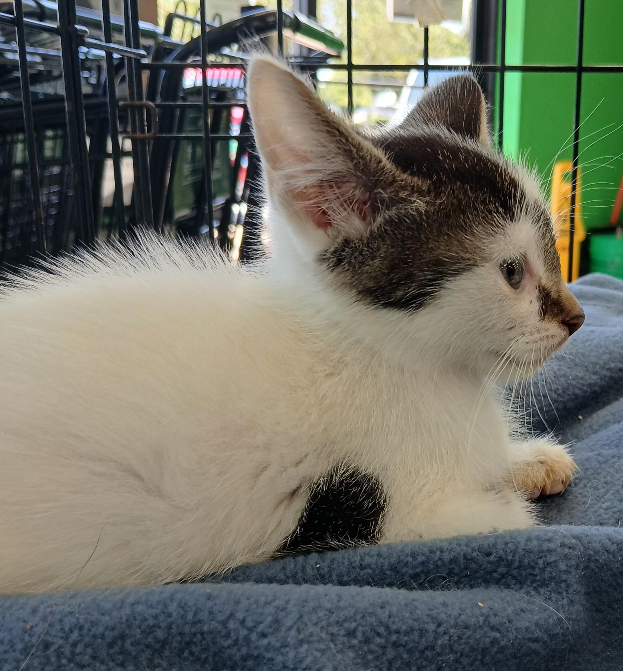 Enlarge Gizzard, an adoptable Domestic Short Hair in Eaton Rapids, MI image 6/6