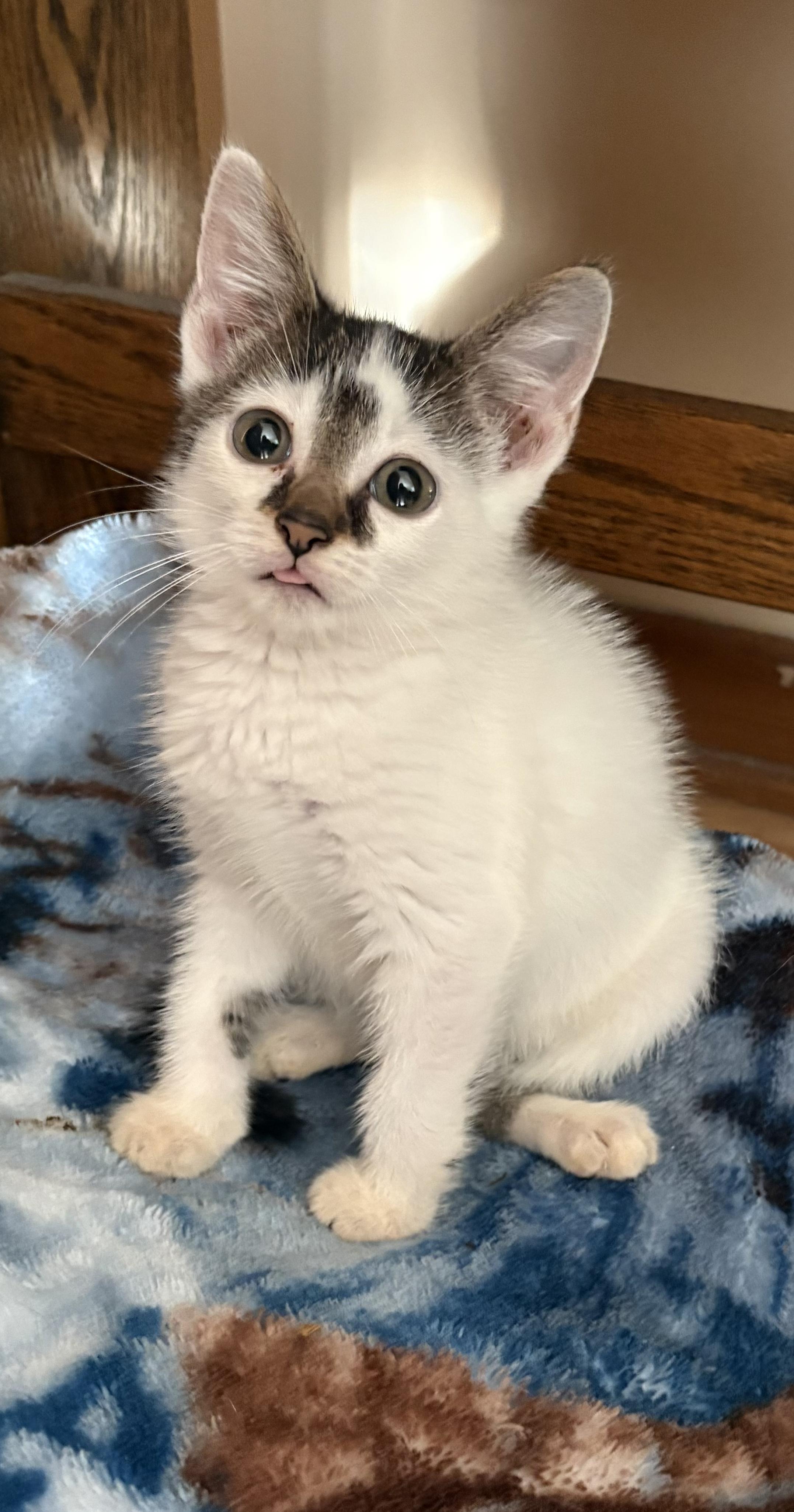 Gizzard, an adoptable Domestic Short Hair in Eaton Rapids, MI image 2/6
