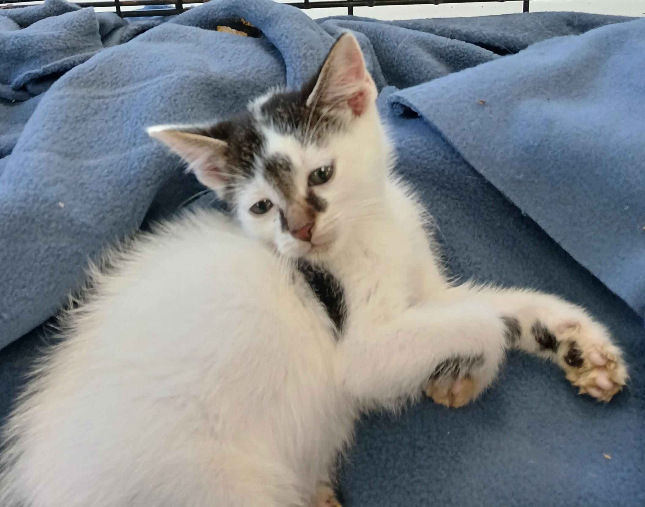 Gizzard, adoptable, Kitten Male Domestic Short Hair.