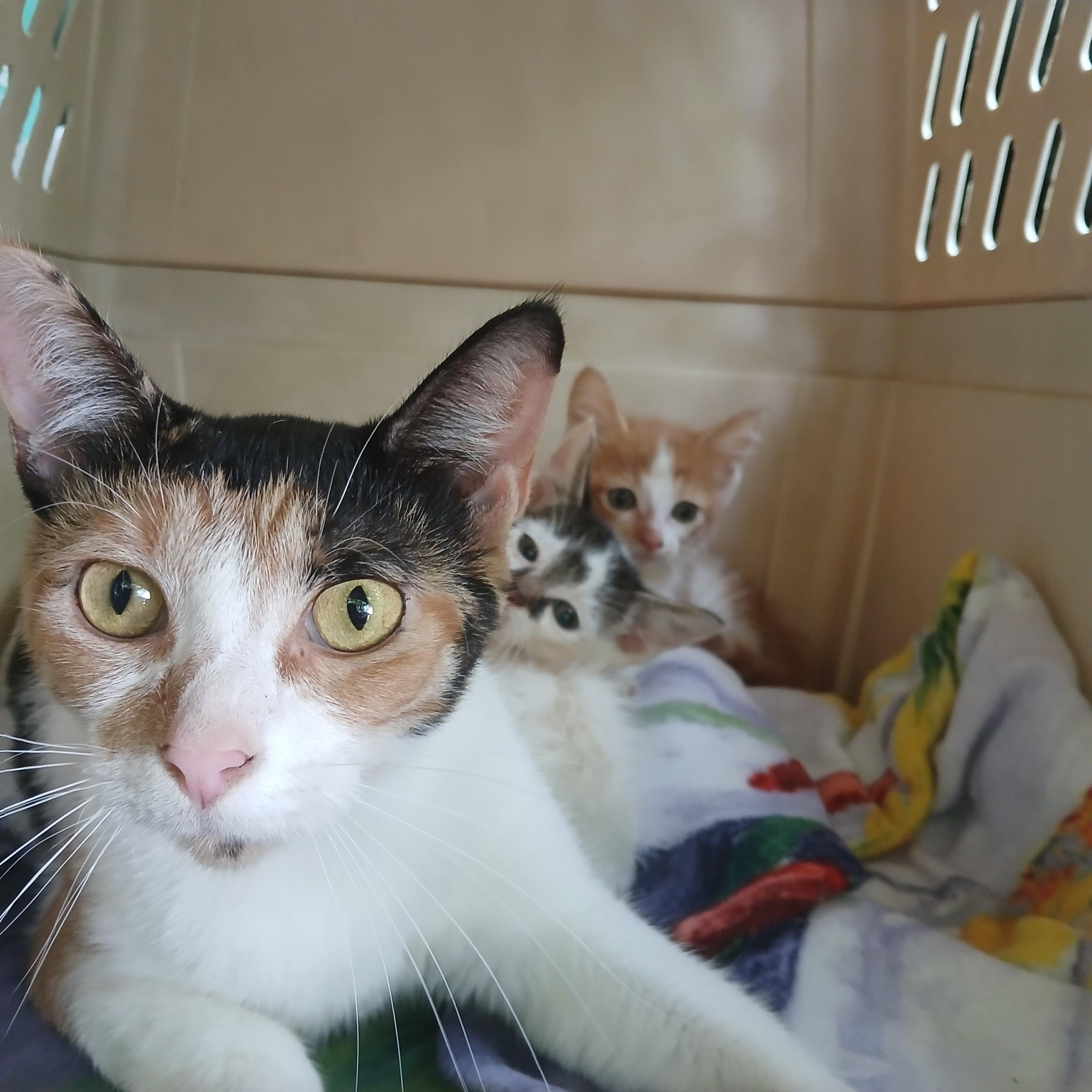 Enlarge Gizzard, an adoptable Domestic Short Hair in Eaton Rapids, MI image 3/6