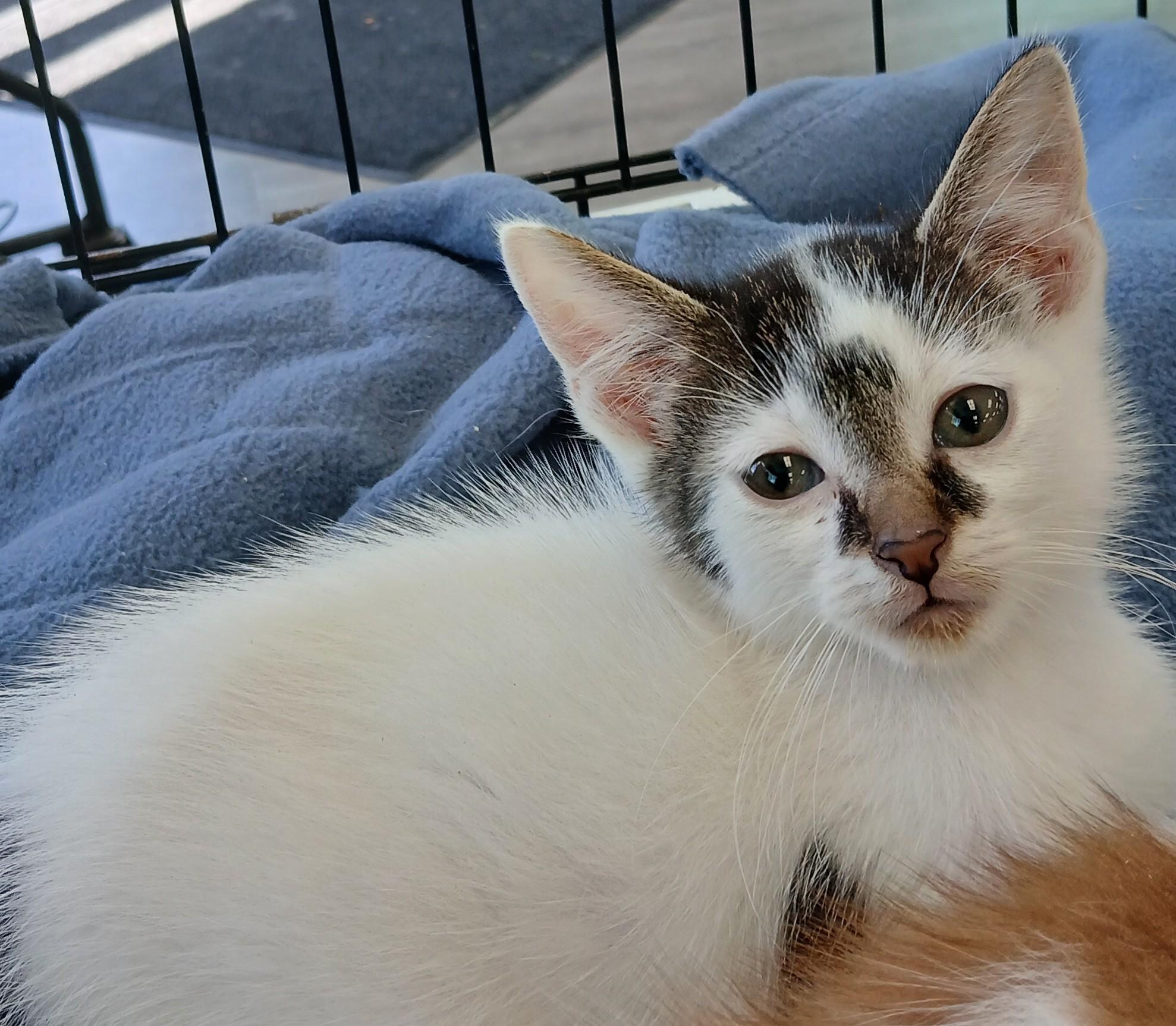Enlarge Gizzard, an adoptable Domestic Short Hair in Eaton Rapids, MI image 4/6