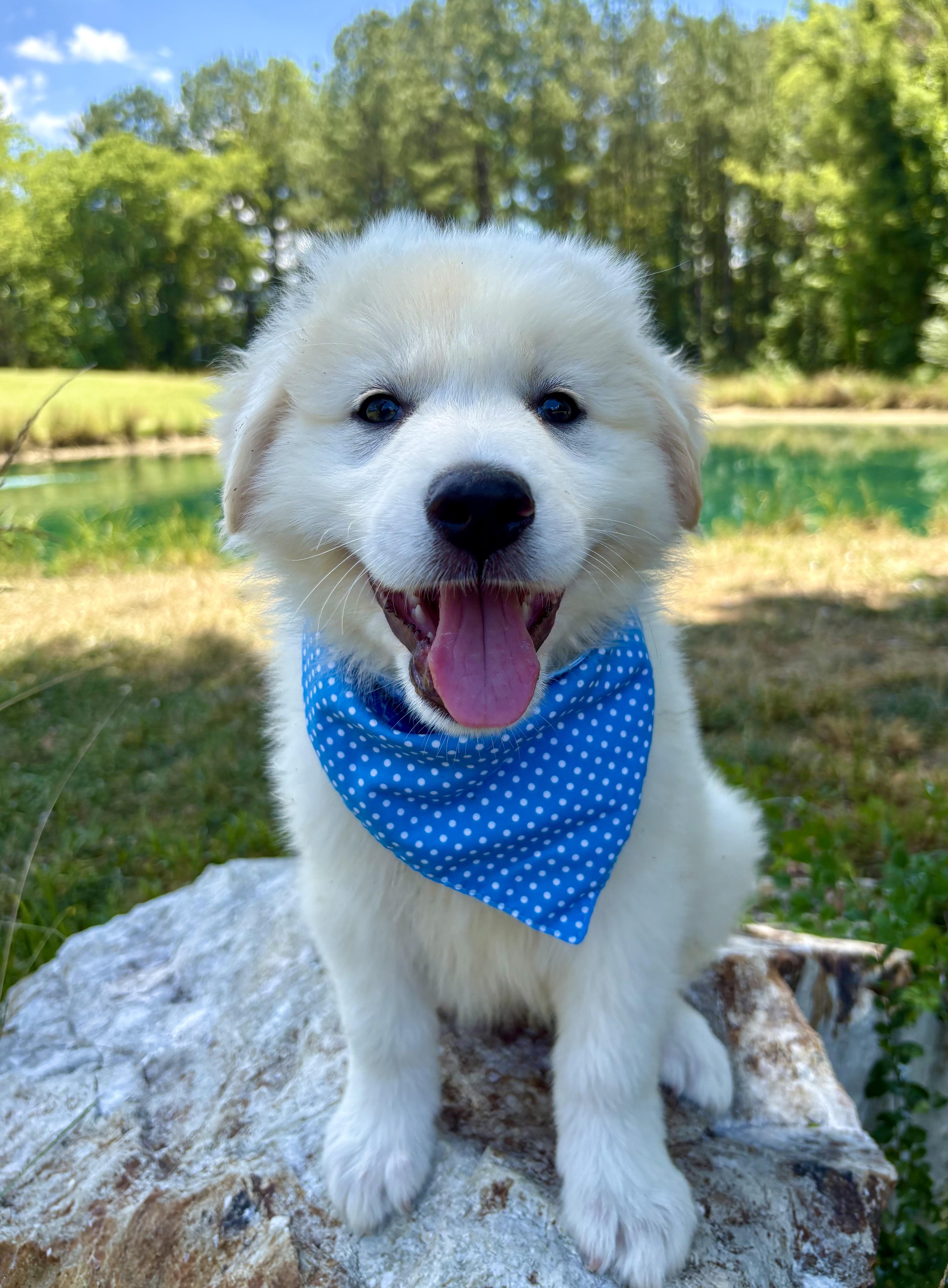 MoonPie, adopted, Puppy Male Great Pyrenees.