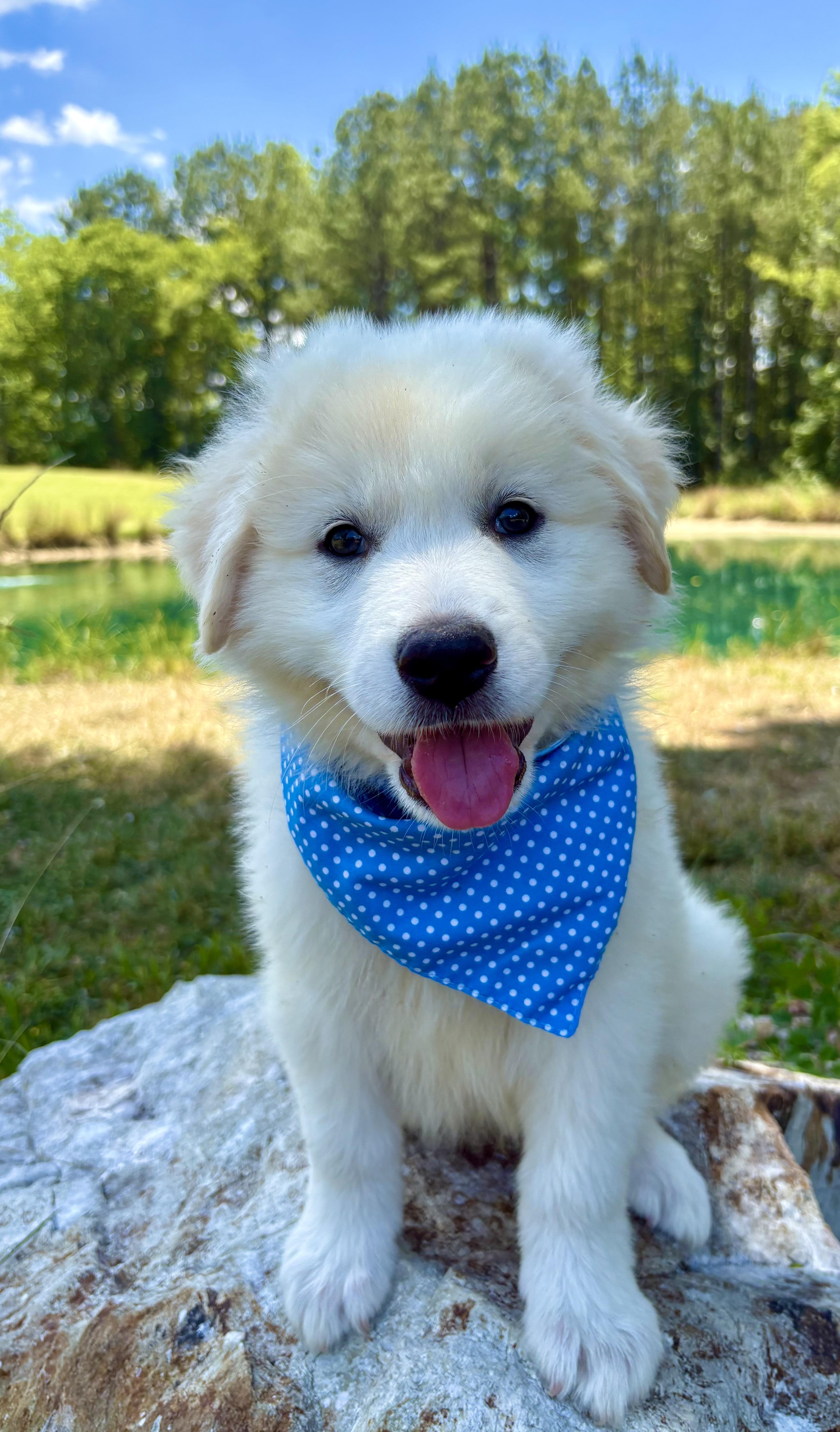 MoonPie, an adopted Great Pyrenees in Pittsboro, NC image 3/5