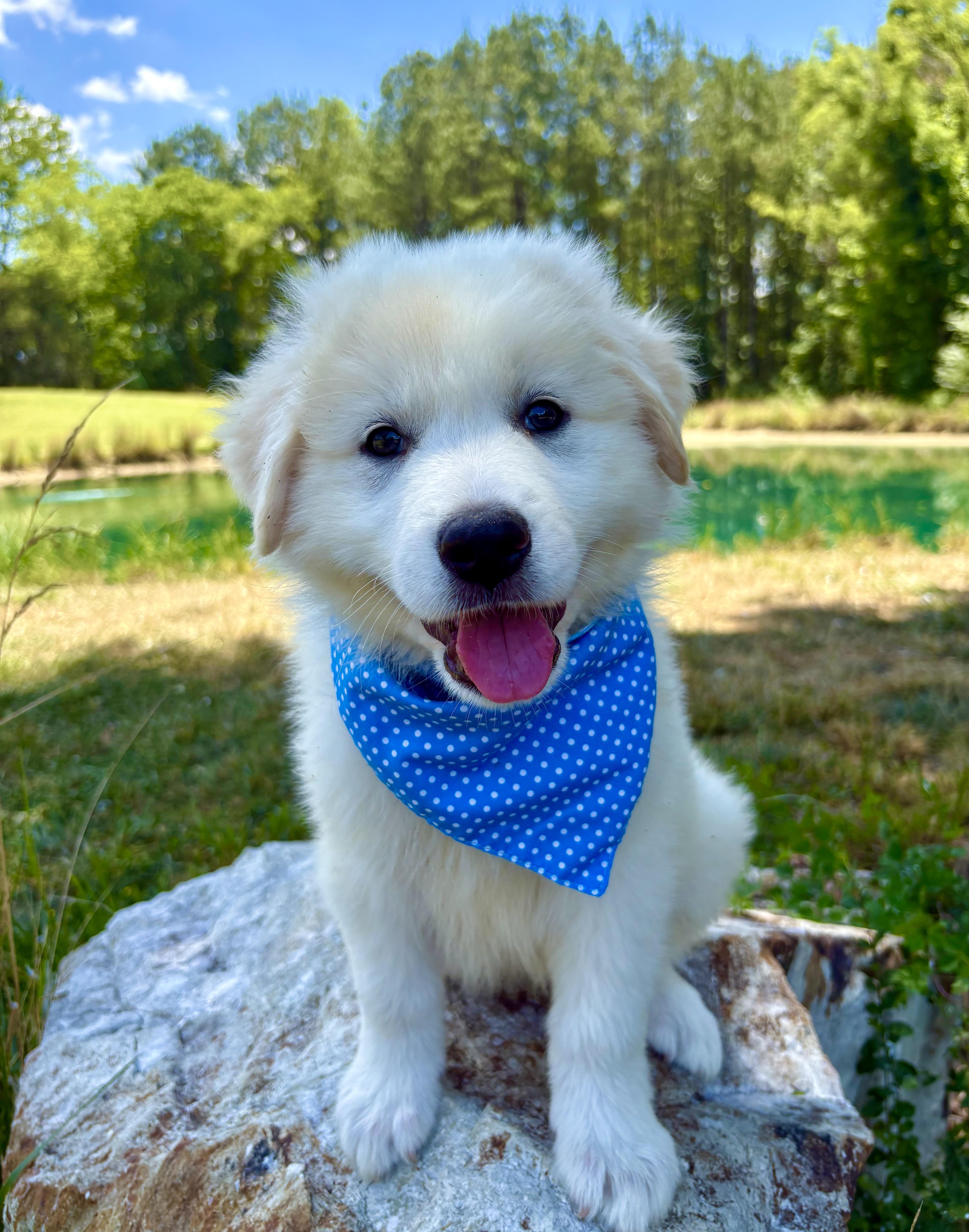 MoonPie, an adopted Great Pyrenees in Pittsboro, NC image 4/5
