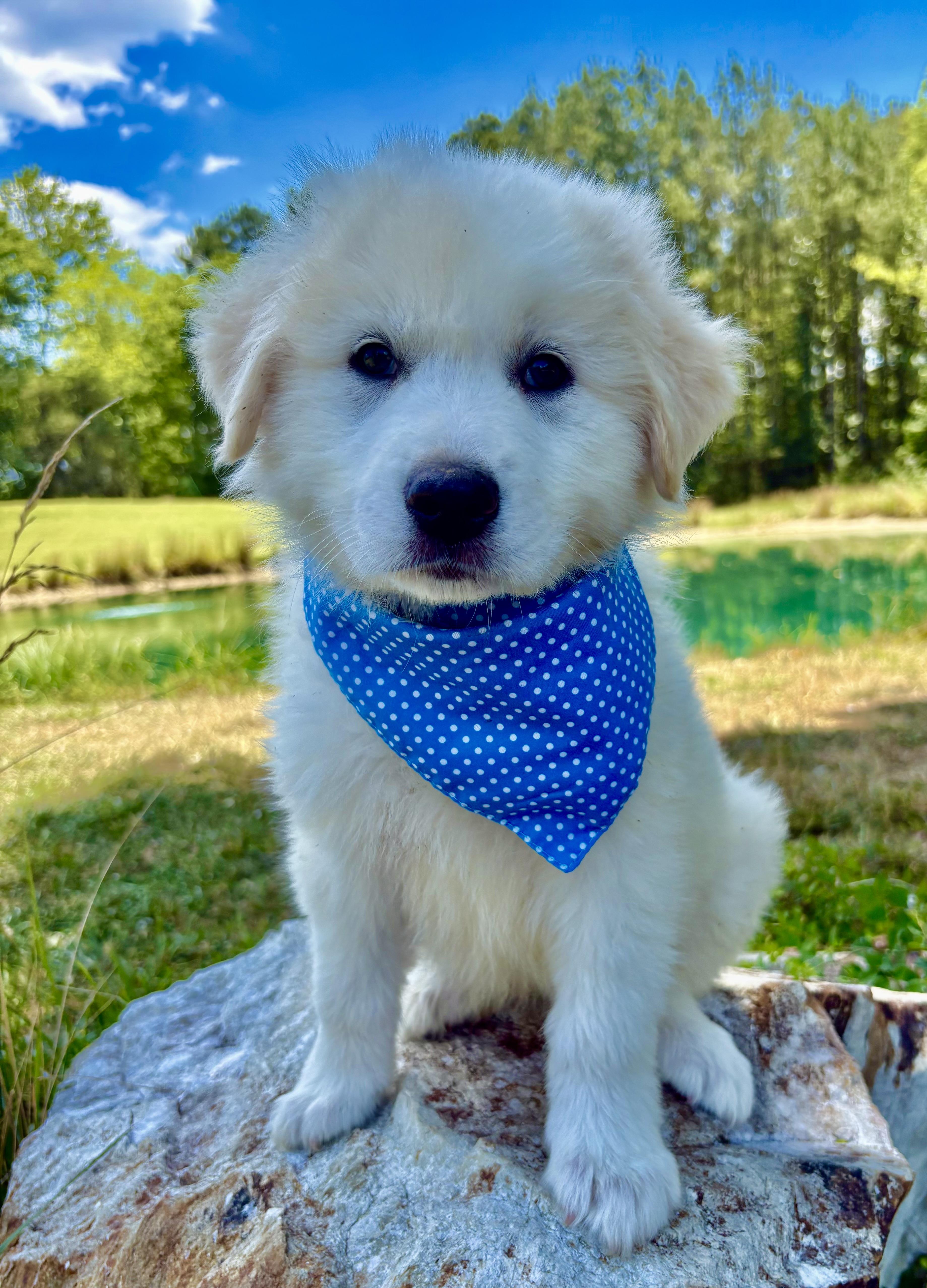 MoonPie, an adopted Great Pyrenees in Pittsboro, NC image 2/5