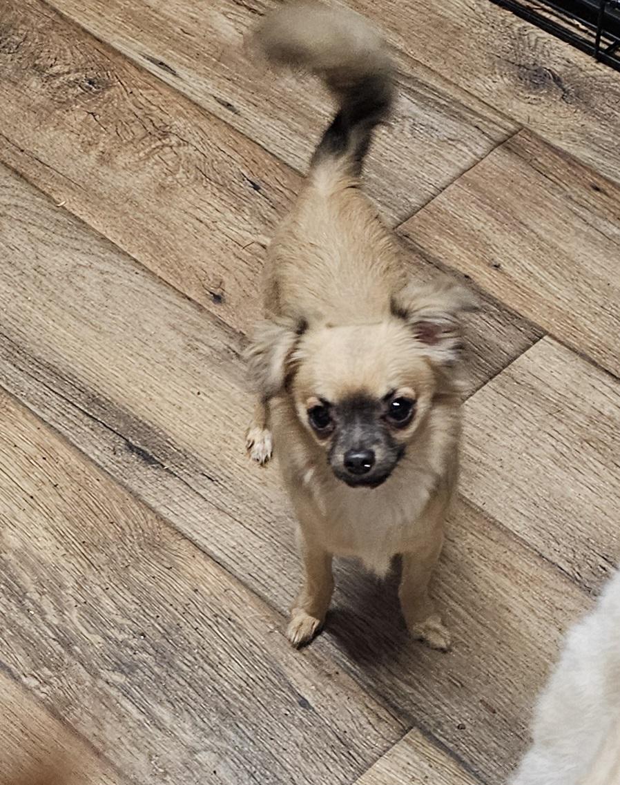 Sonic, a ADOPTABLE Chihuahua in Chesnee, SC image 4/4