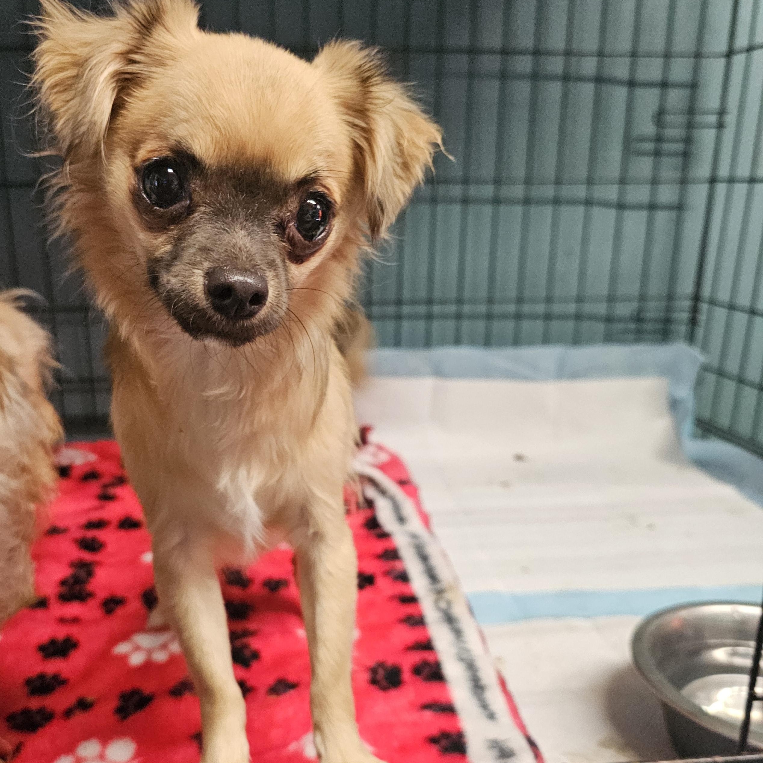 Sonic, a ADOPTABLE Chihuahua in Chesnee, SC image 3/4