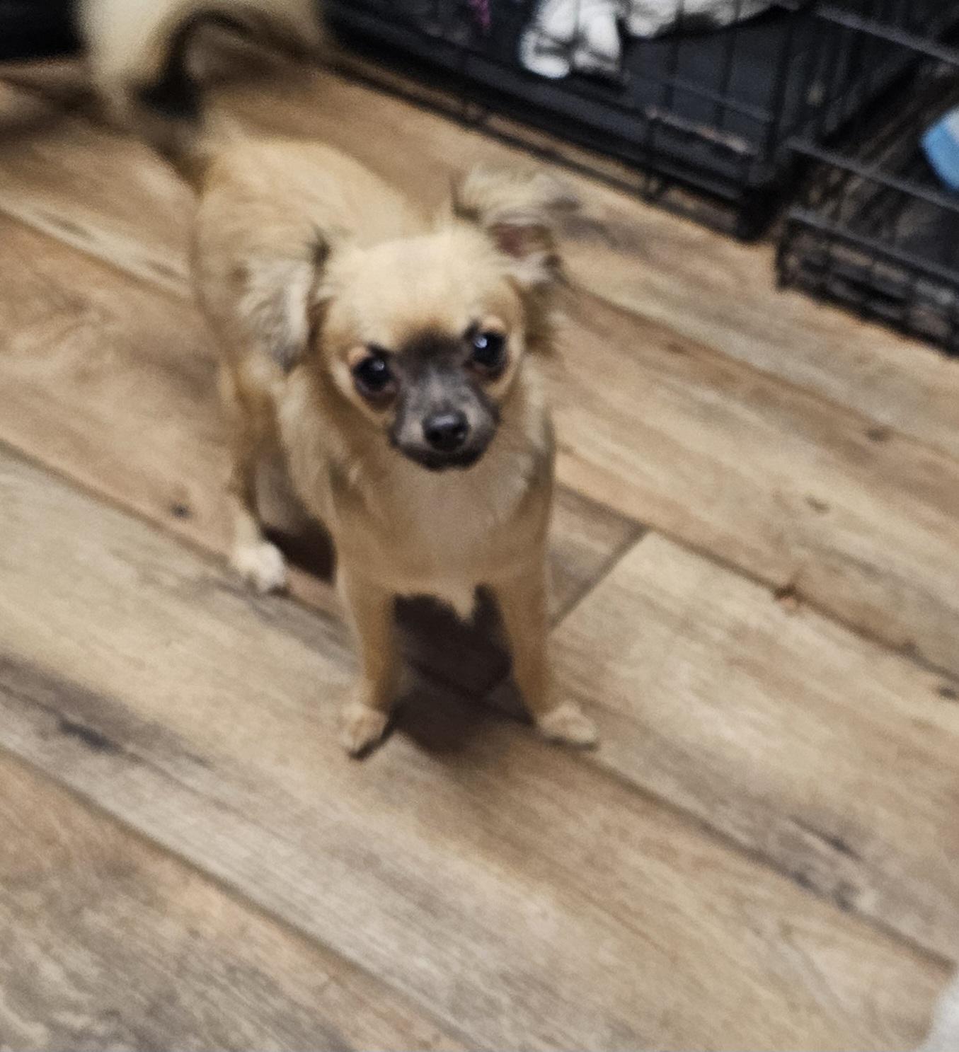 Sonic, a ADOPTABLE Chihuahua in Chesnee, SC image 2/4