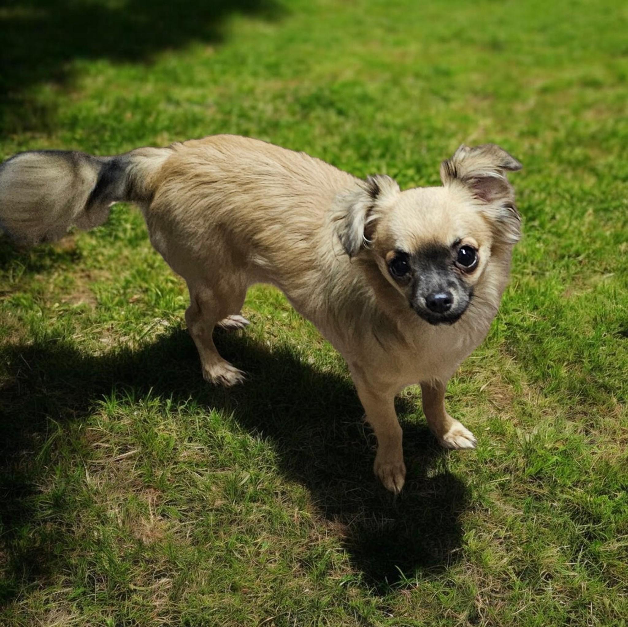 Sonic, a ADOPTABLE Chihuahua in Chesnee, SC image 1/4