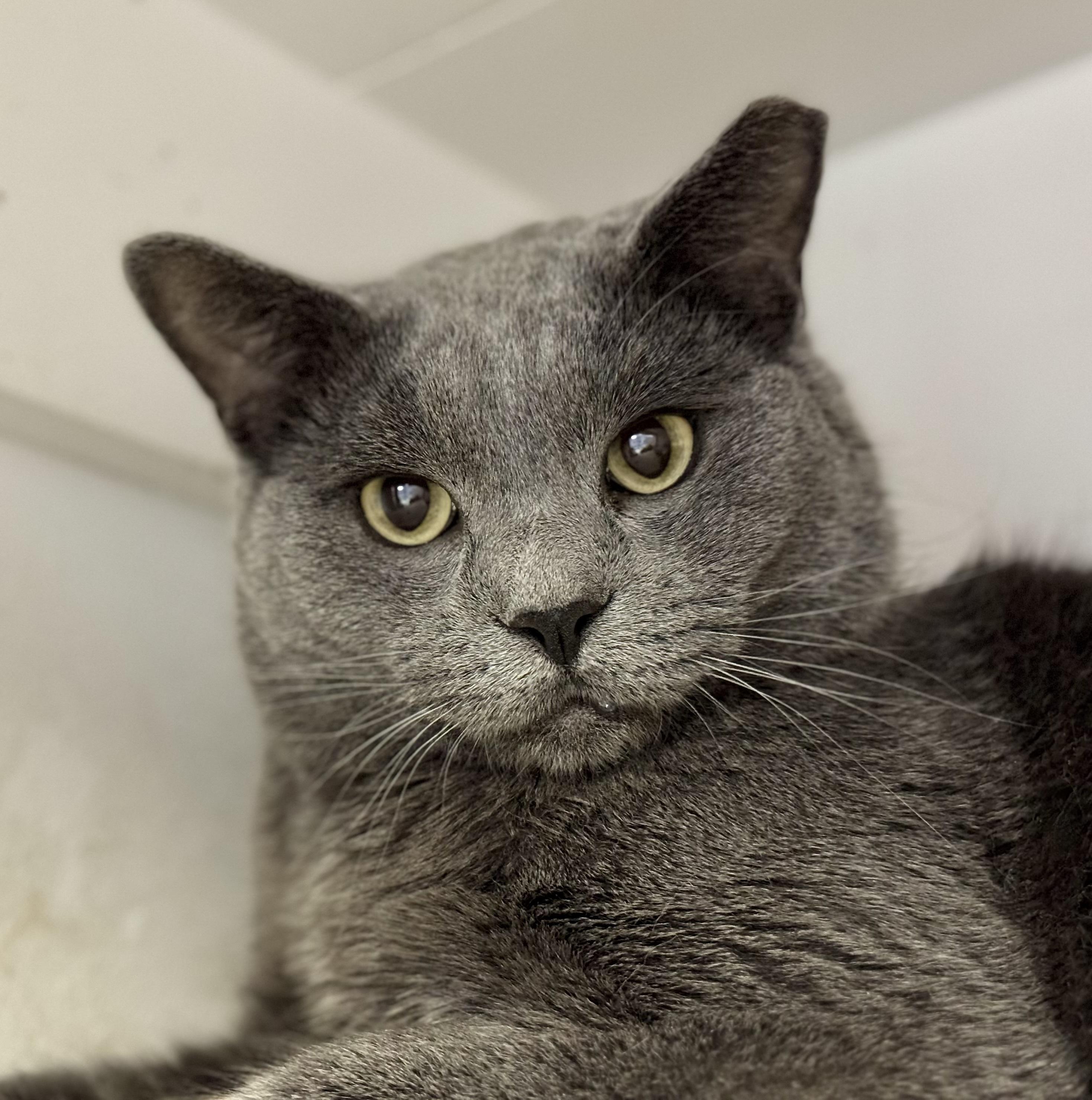 Enlarge Owen, a Adoptable mixed breed in Lakewood, CO image 1/6