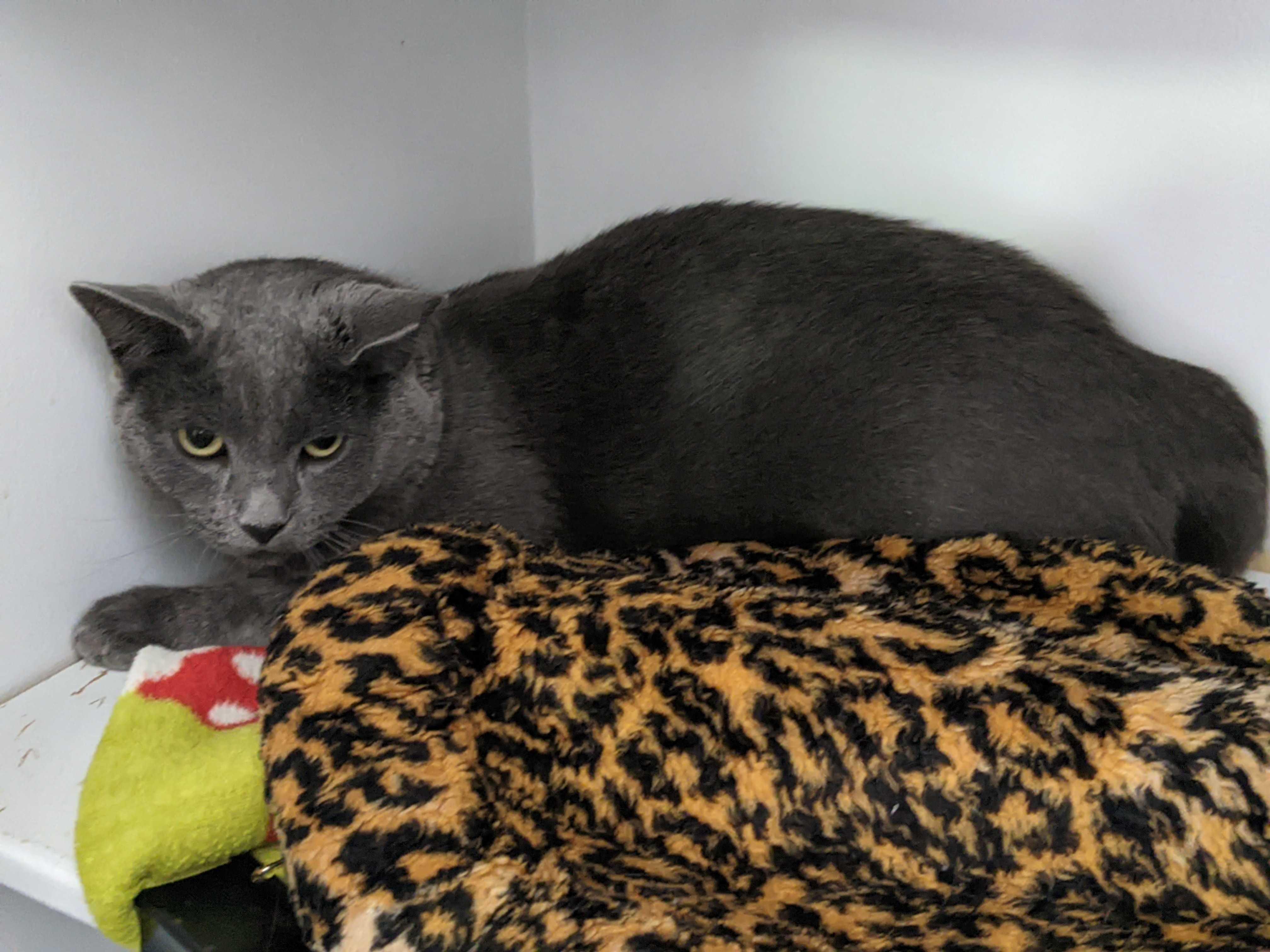 Enlarge Owen, a Adoptable mixed breed in Lakewood, CO image 2/6