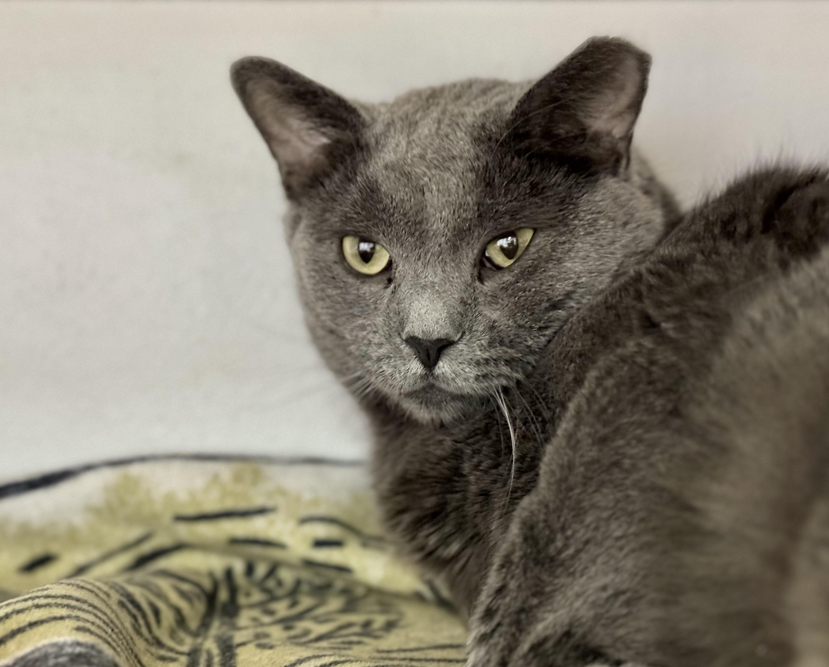 Enlarge Owen, a Adoptable mixed breed in Lakewood, CO image 6/6