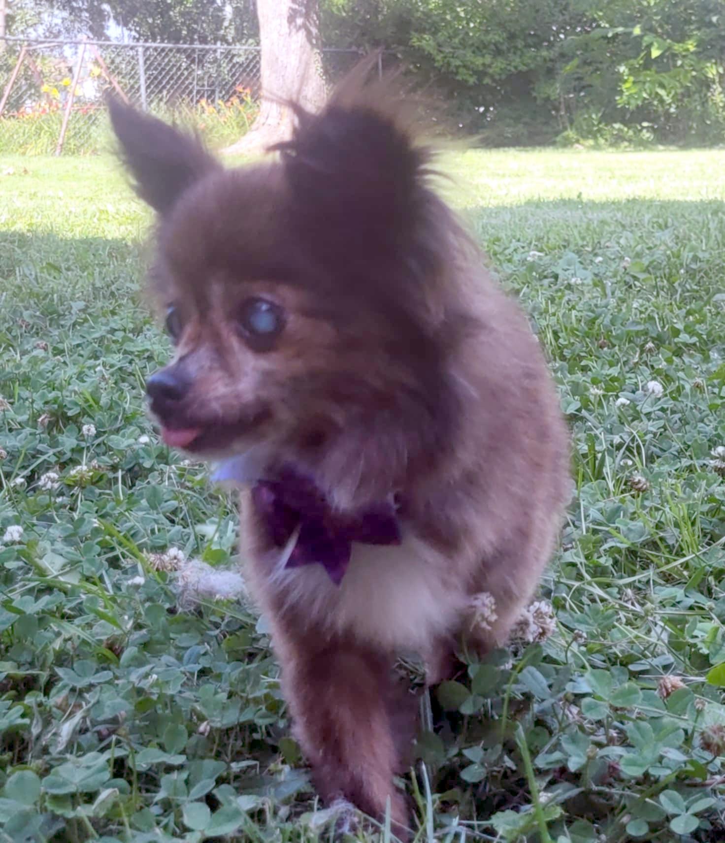 Pawdrey, Adoptable, Senior Female Chihuahua.