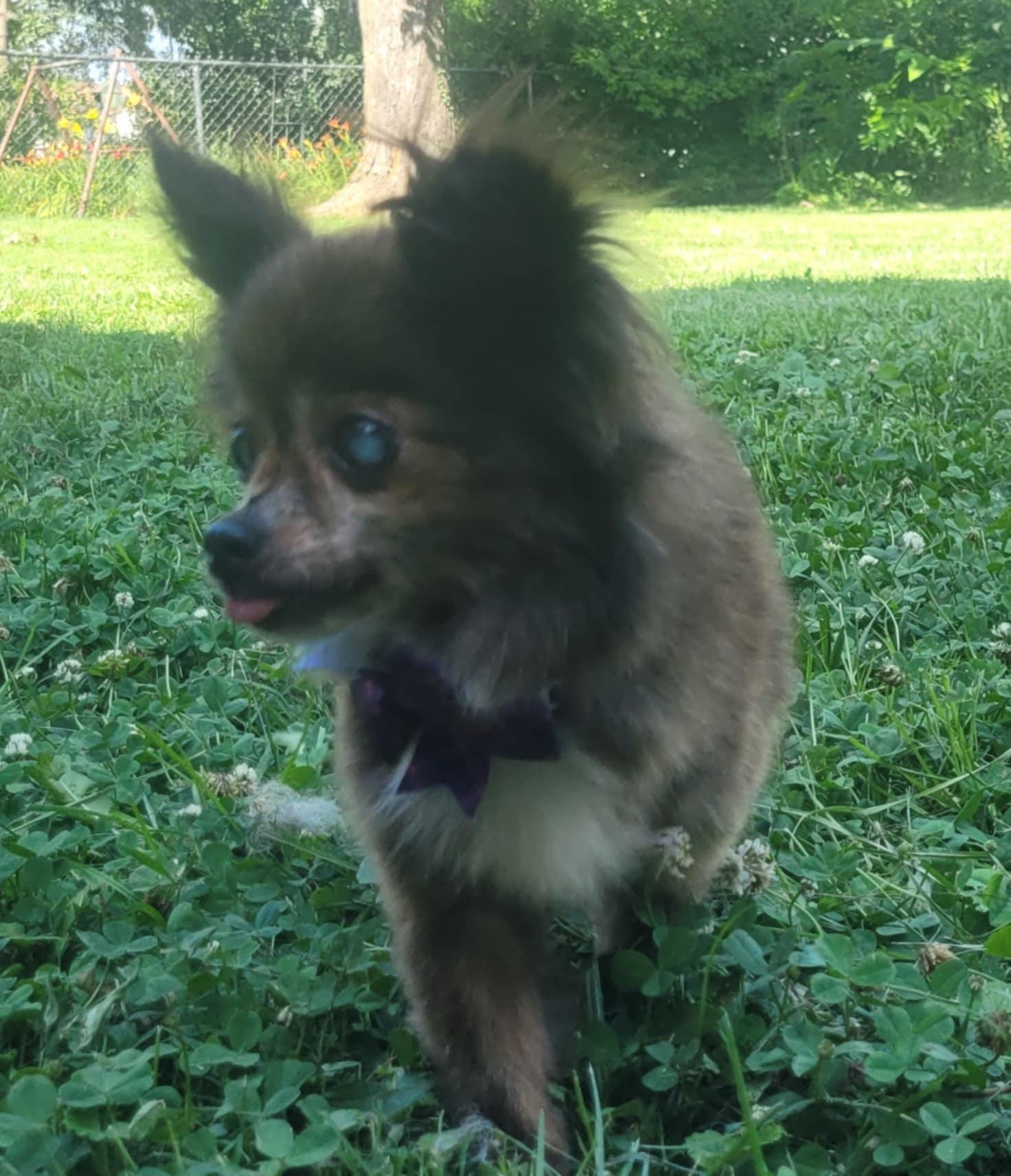 Pawdrey, a Adoptable Chihuahua in Columbia, MO image 3/6