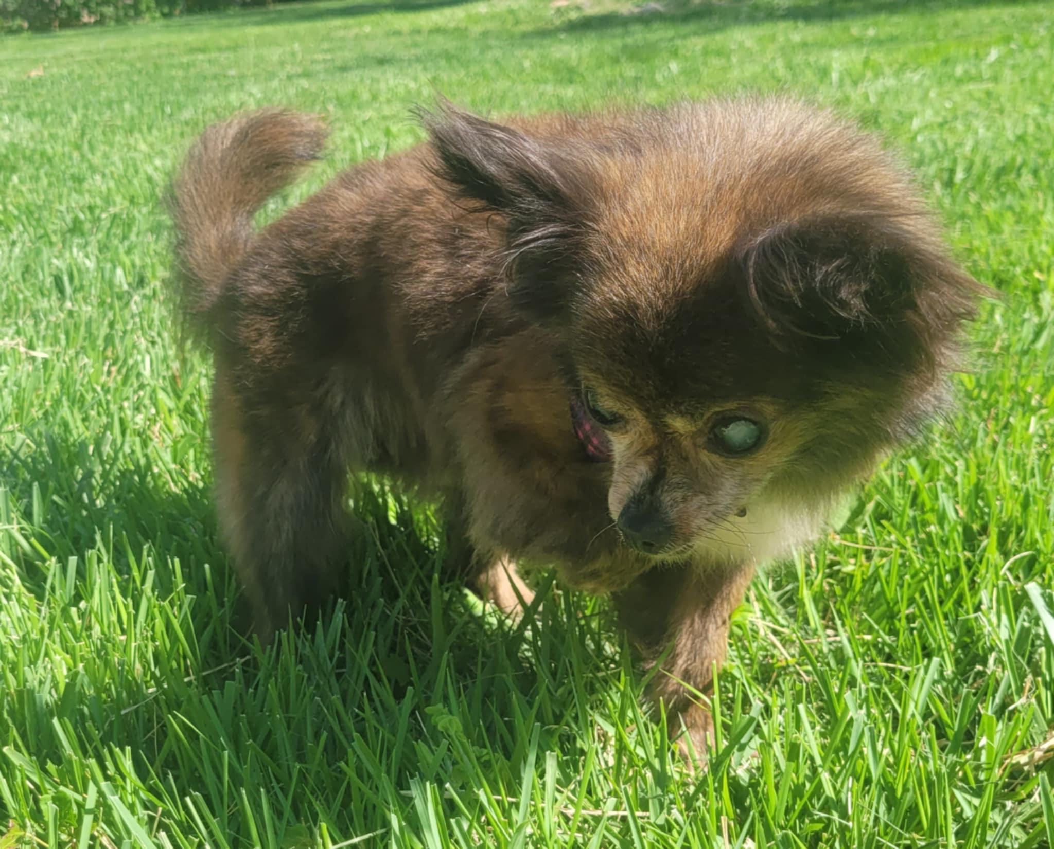 Pawdrey, a Adoptable Chihuahua in Columbia, MO image 4/6