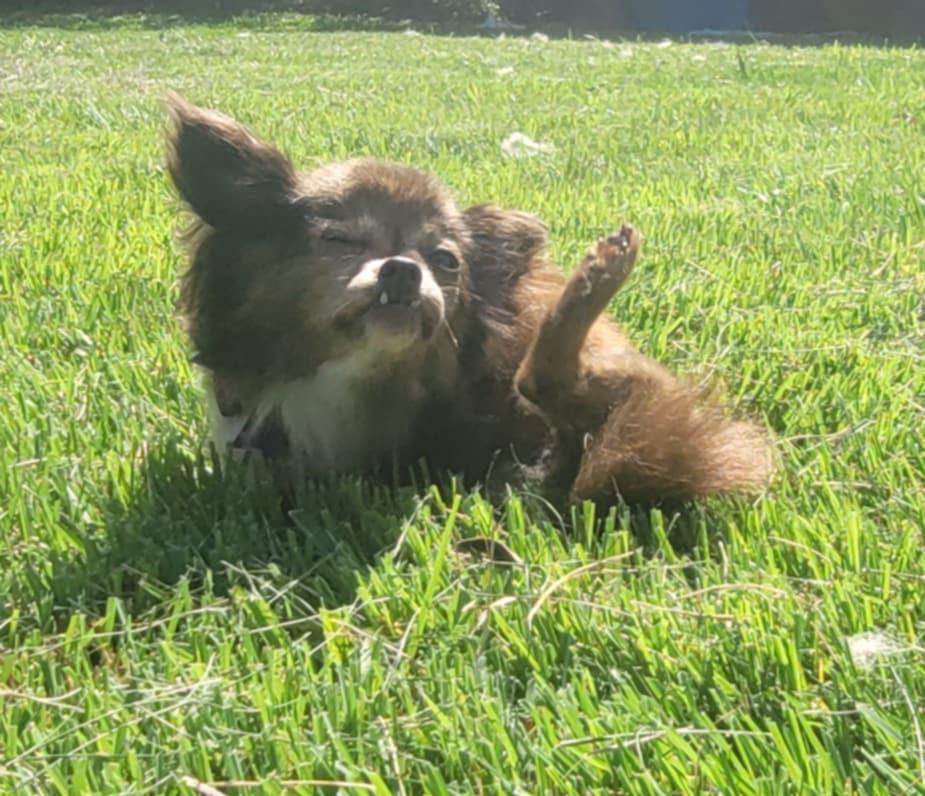 Pawdrey, a Adoptable Chihuahua in Columbia, MO image 5/6