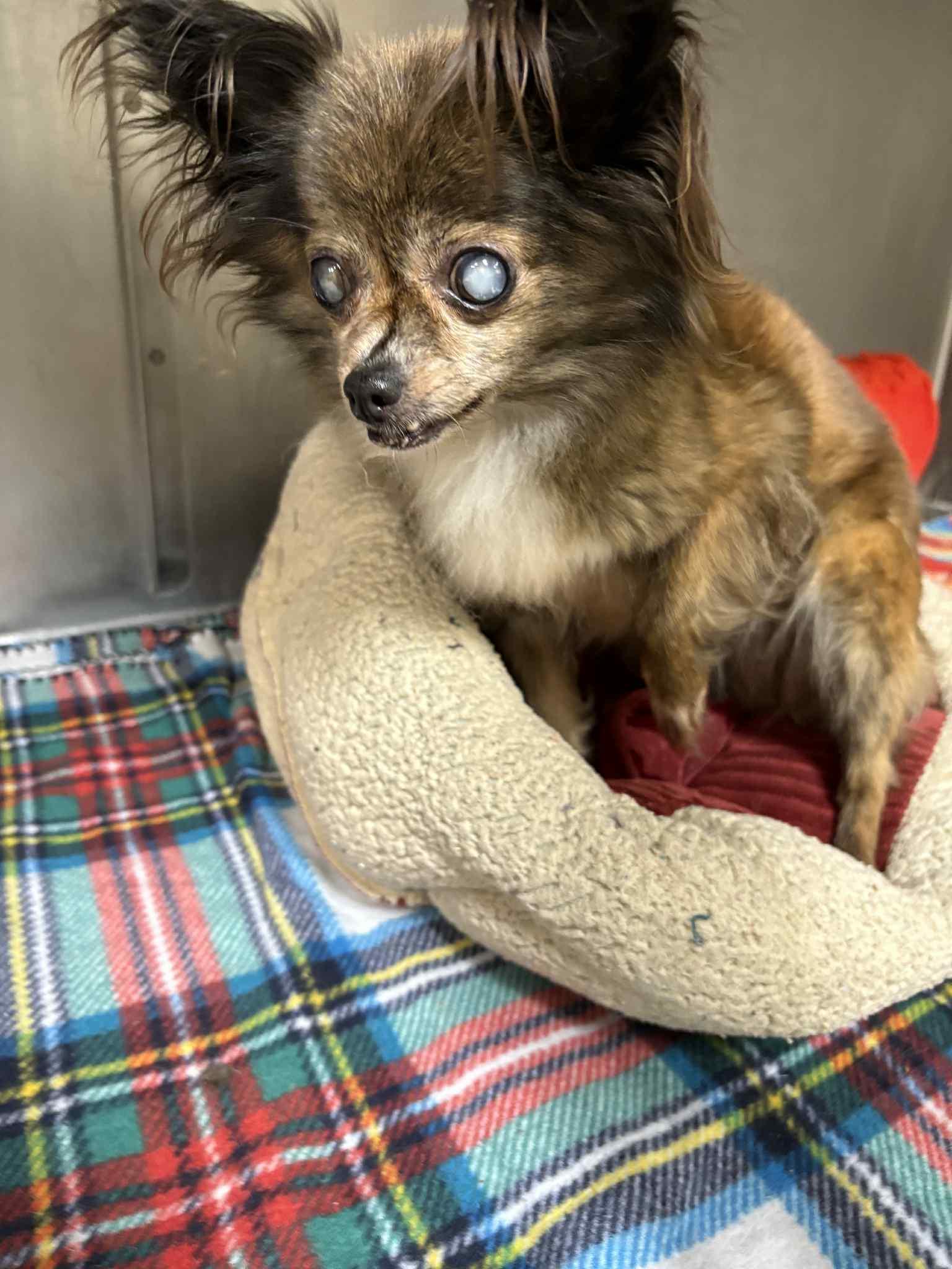 Pawdrey, a Adoptable Chihuahua in Columbia, MO image 6/6