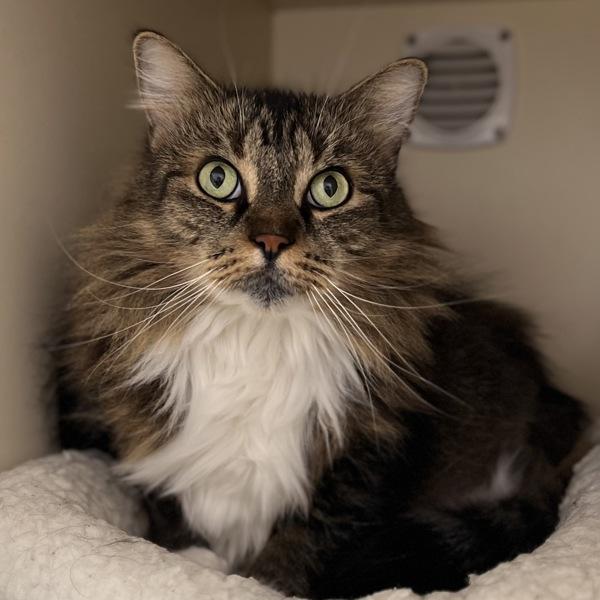 Enlarge Quetzi, a Adoptable mixed breed in Silverdale, WA image 3/5