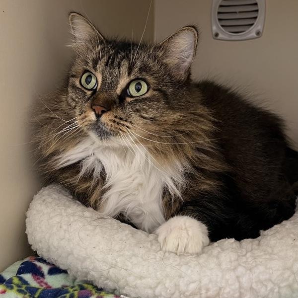 Enlarge Quetzi, a Adoptable mixed breed in Silverdale, WA image 4/5