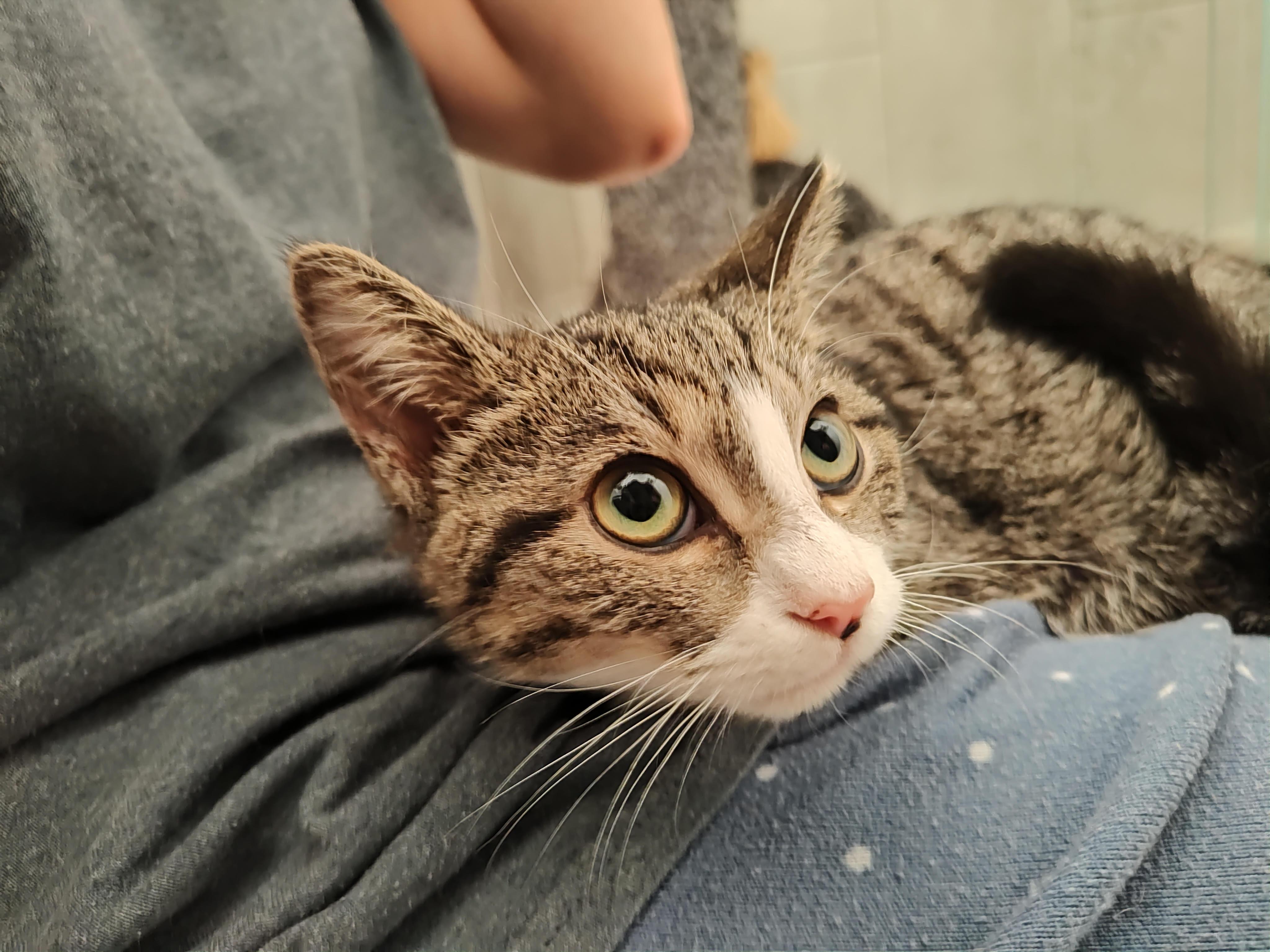 Cleo, Adoptable, Young Female Domestic Short Hair.