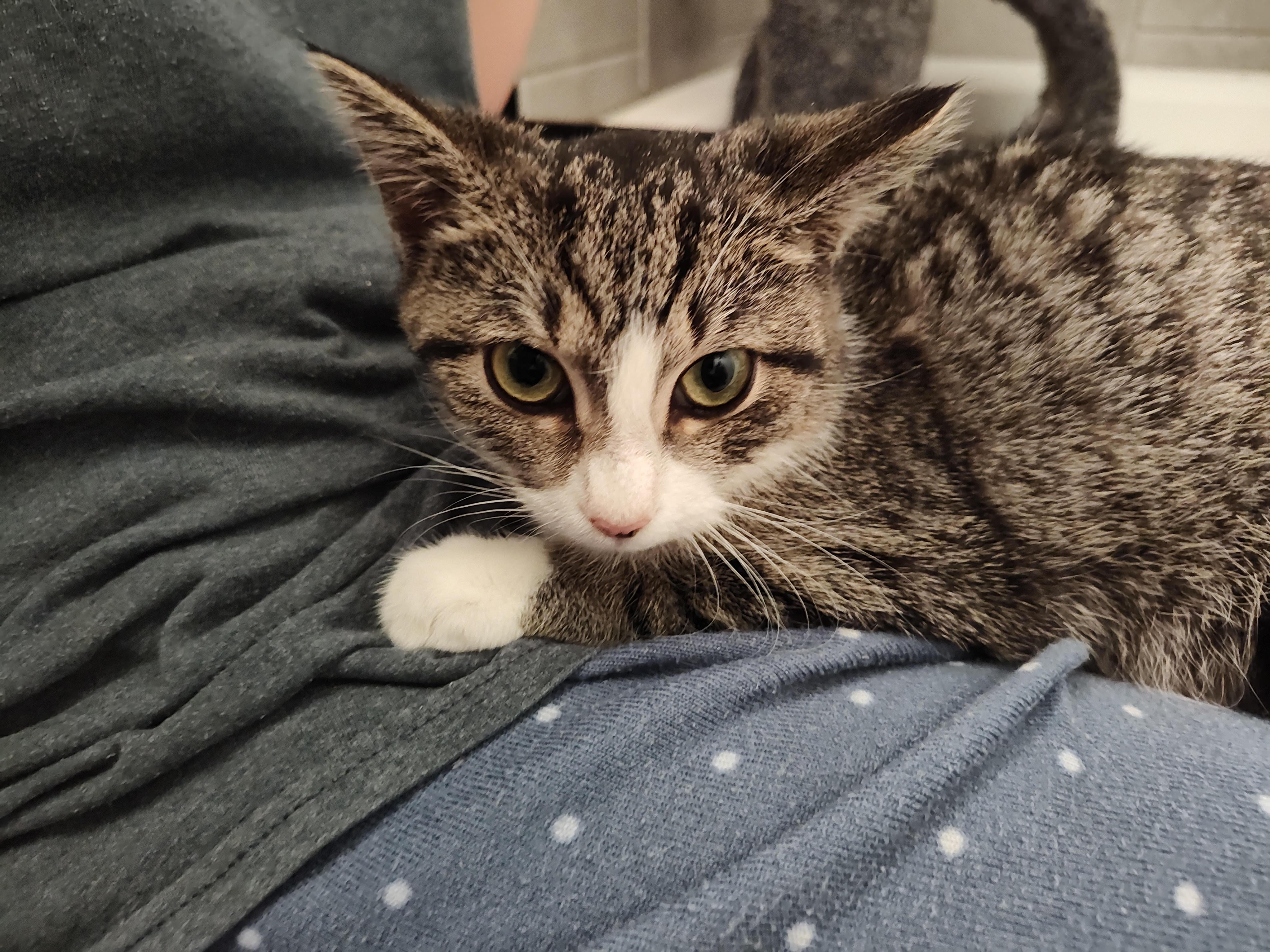 Cleo, Adoptable, Young Female Domestic Short Hair.