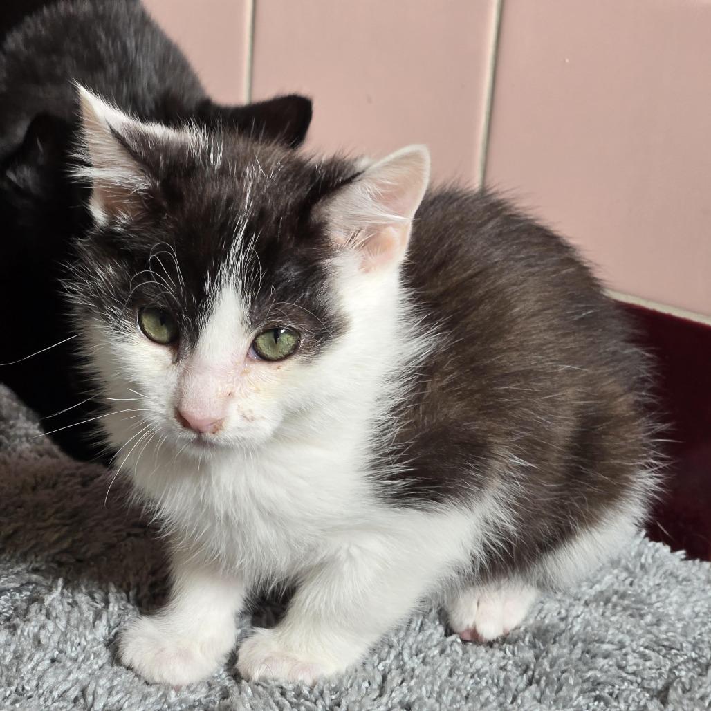 Clark, Adoptable, Kitten Male Domestic Short Hair.