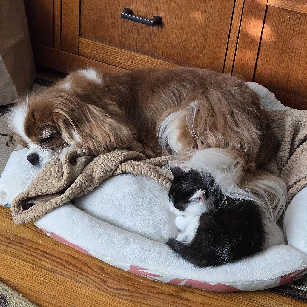 Clark, a Adoptable Domestic Short Hair in Pleasant Hill, CA image 4/5