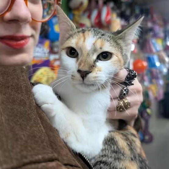 Molly, a Adoptable Domestic Short Hair in Brooklyn, NY image 2/4