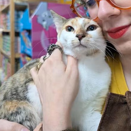 Molly, a Adoptable Domestic Short Hair in Brooklyn, NY image 3/4