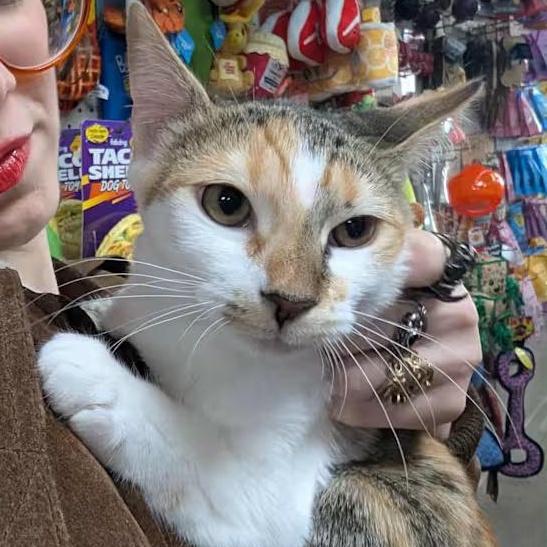 Molly, a Adoptable Domestic Short Hair in Brooklyn, NY image 4/4