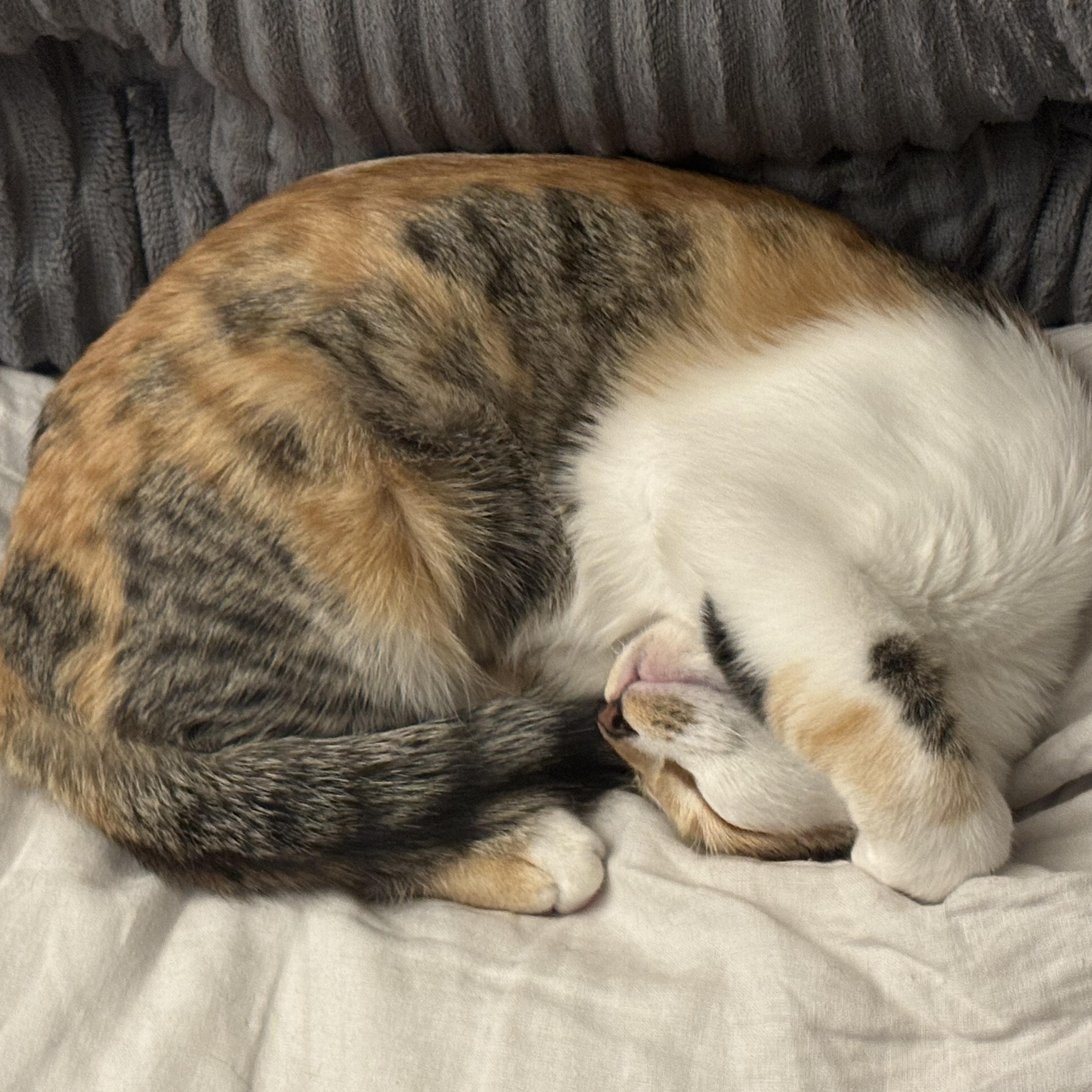 Molly, a Adoptable Domestic Short Hair in Brooklyn, NY image 1/4